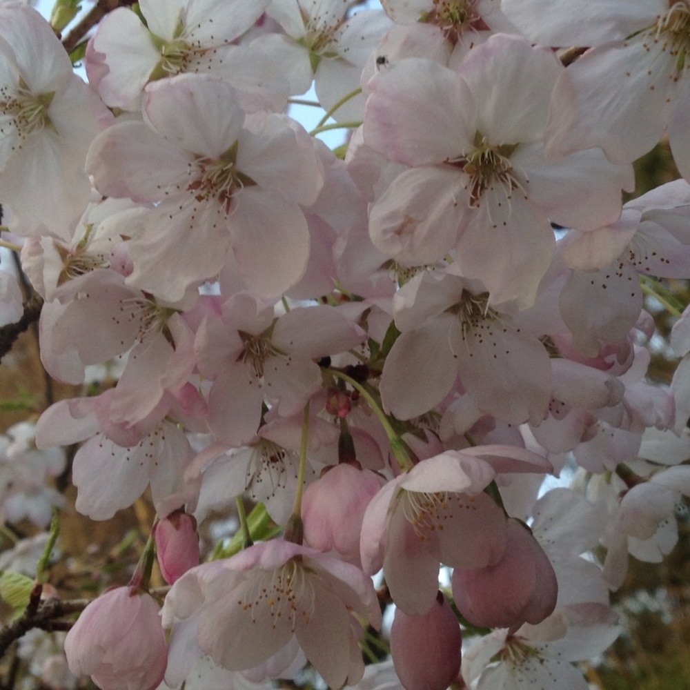 Meet your Posher, Mariko